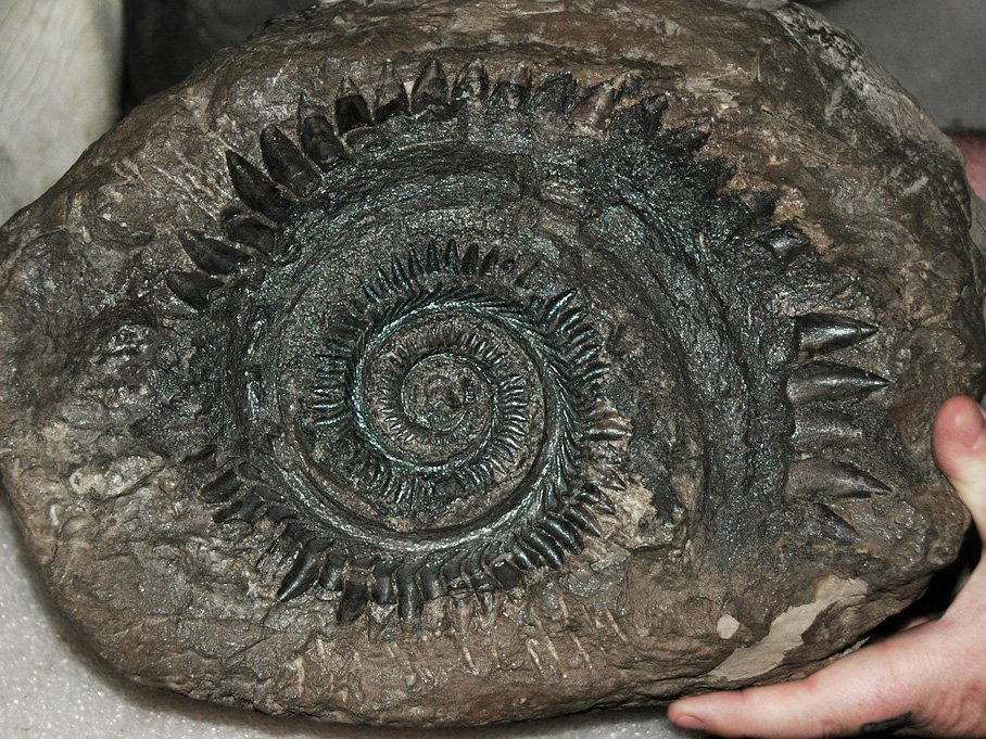 person holding a helicoprion fossil