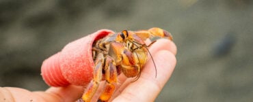 a hermit crab using plastic waste as a shell