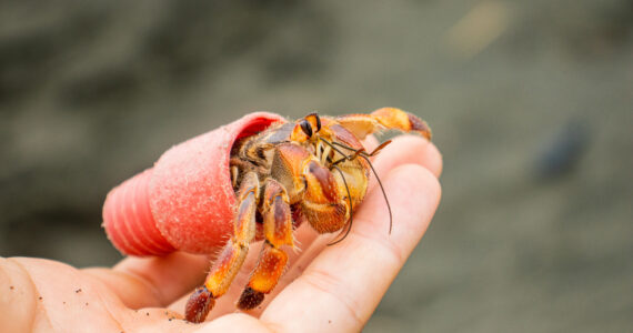a hermit crab using plastic waste as a shell