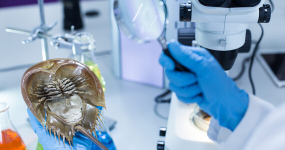 a scientists analyzing a horseshoe crab for its blood