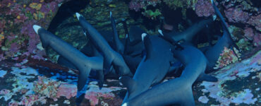 a group of sharks sleeping in coral