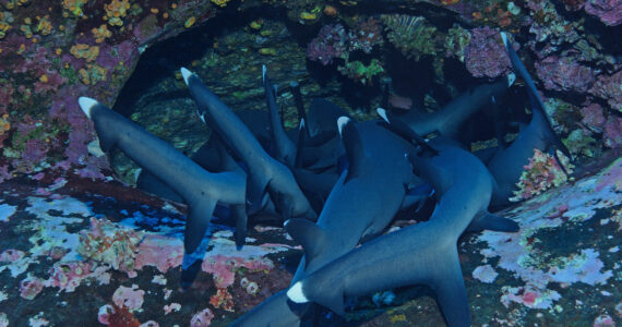 a group of sharks sleeping in coral