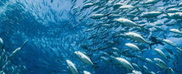 a ton of fish in the ocean swimming in a school