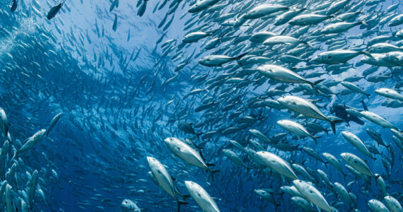 a ton of fish in the ocean swimming in a school