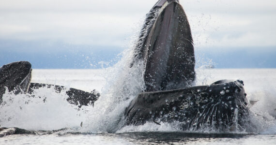 humpback whales feeding on small fish and krill