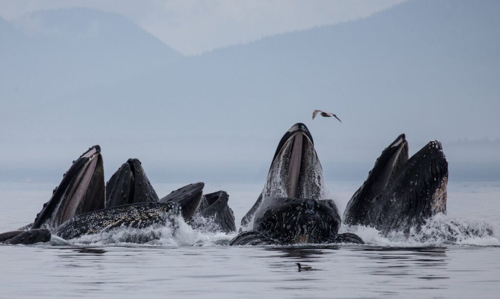 pod of humpback whales eating