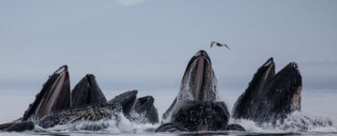 pod of humpback whales eating