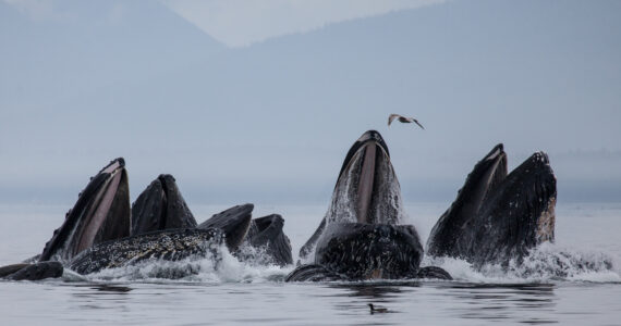 pod of humpback whales eating