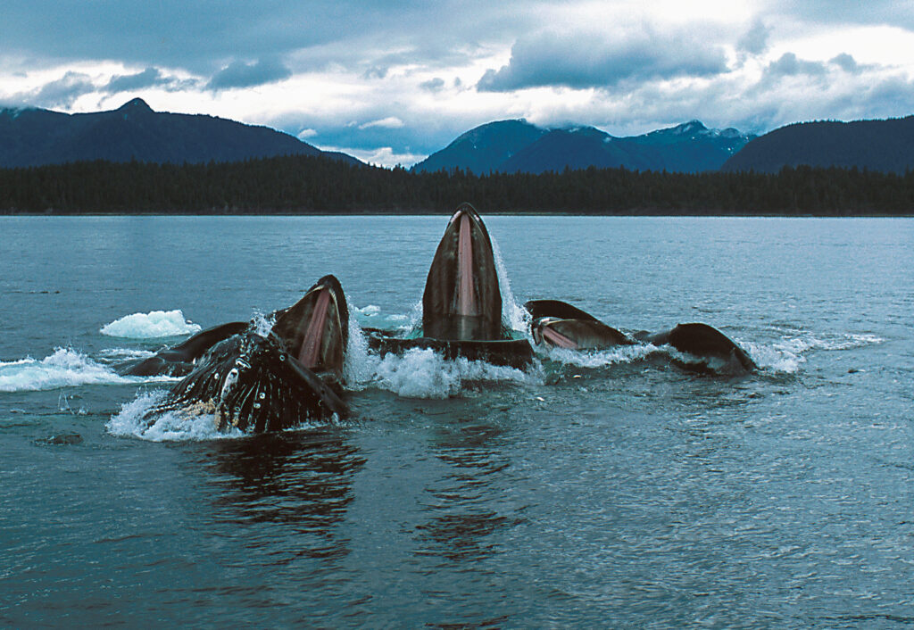 a pod of humpback whales feeding