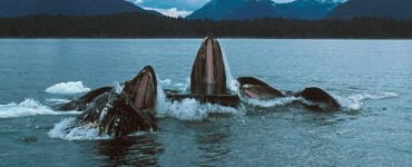 a pod of humpback whales feeding