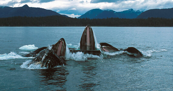 a pod of humpback whales feeding