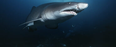 a sand tiger shark underwater