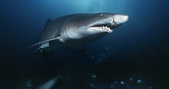 a sand tiger shark underwater