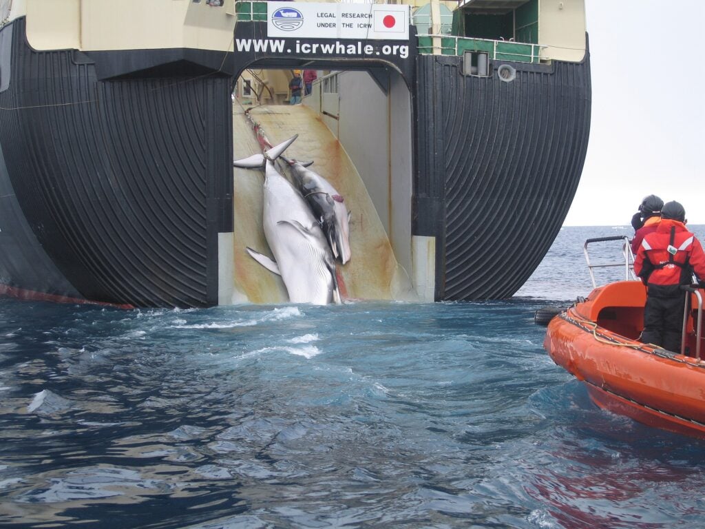 a japanese whaling ship harvesting a whale