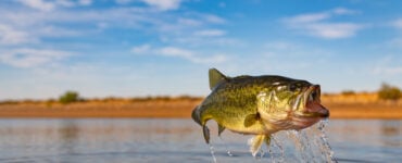 a largemouth bass in mid air over water