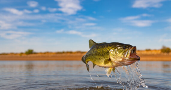 a largemouth bass in mid air over water