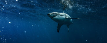 a massive great white shark in the ocean