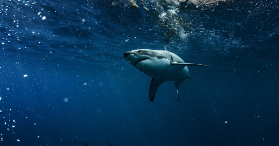 a massive great white shark in the ocean