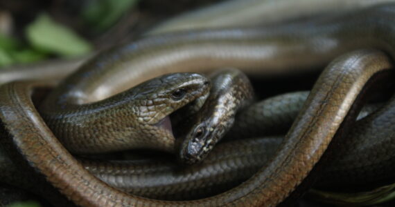 two legless lizards mating
