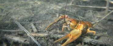 a crayfish underwater