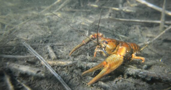 a crayfish underwater