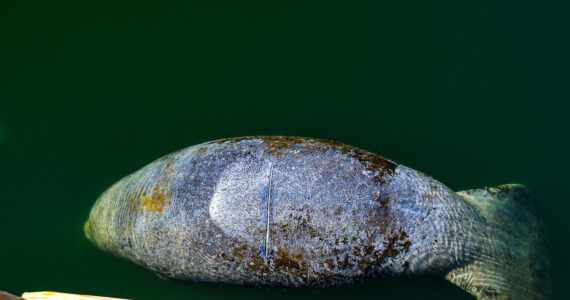 the back of a manatee in the water