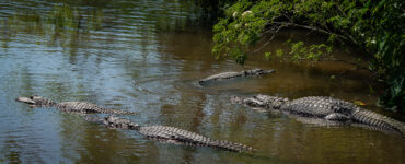 an alligator infested river in the united states