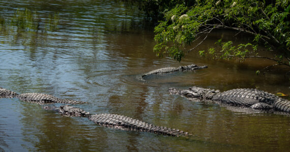 an alligator infested river in the united states