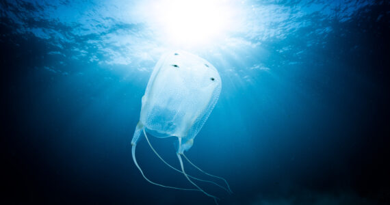 close up of a box jellyfish
