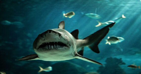 a sand tiger shark underwater