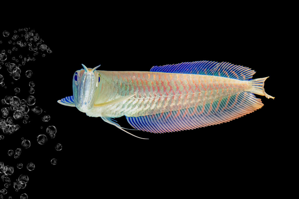 juvenile silver arowana fish
