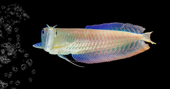 juvenile silver arowana fish