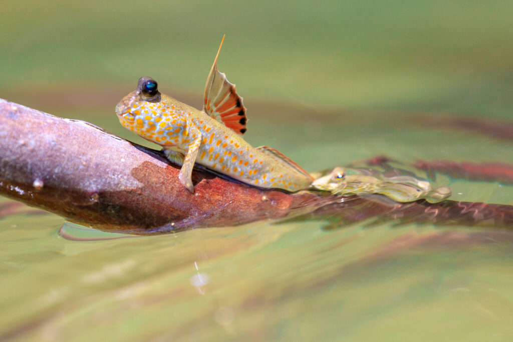 a mudskipper on a branch