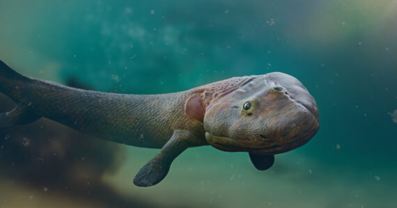 transitional creature that existed during during evolution of land animals to the sea