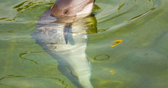 extremely rare vaquita in the water
