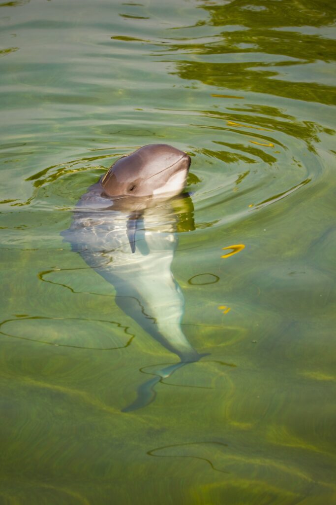 extremely rare vaquita in the water