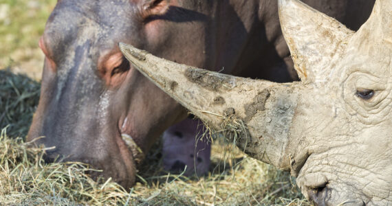 hippo and rhino grazing