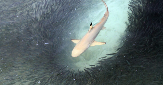 shark swimming through a school of fish