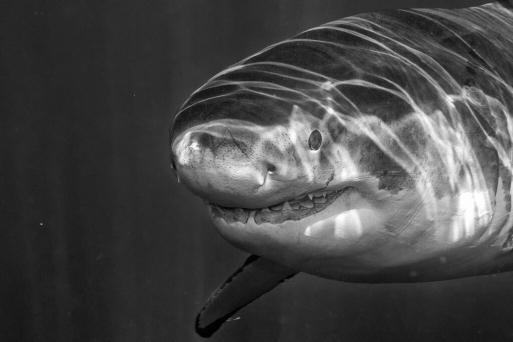 Great White shark while coming to you on deep blue ocean background in black and white