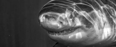 Great White shark while coming to you on deep blue ocean background in black and white