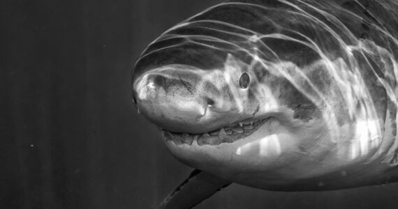 Great White shark while coming to you on deep blue ocean background in black and white