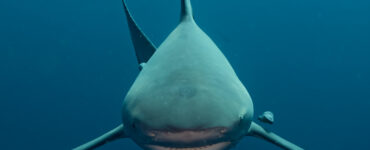 a bull shark looking straight at the camera
