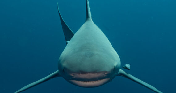 a bull shark looking straight at the camera