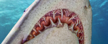 the underside of a sand tiger shark