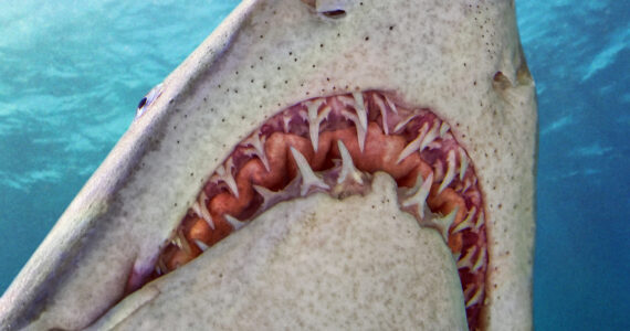 the underside of a sand tiger shark