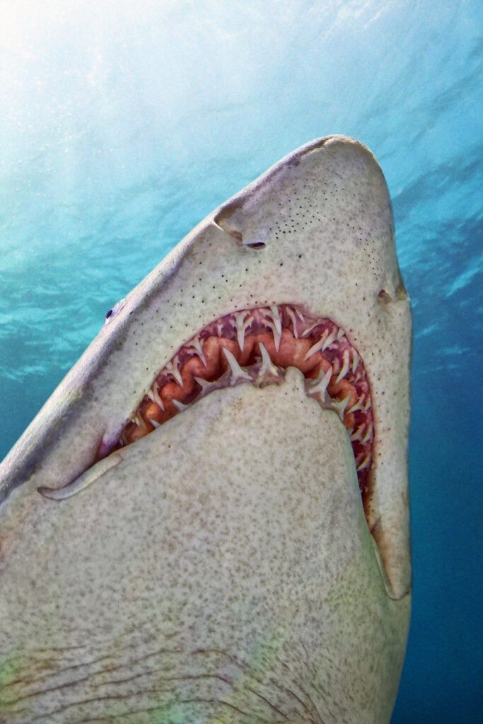 the underside of a sand tiger shark