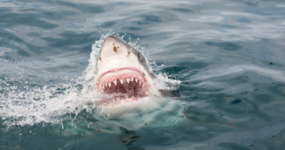 a great white shark in the ocean