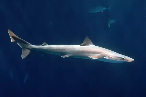 a soupfin shark underwater