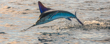 a marlin leaping out of the water