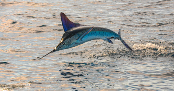 a marlin leaping out of the water